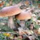 Веские причины добавить грибные блюда в рацион