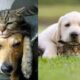 Ученые доказали, что восприятие людей и собак похожи