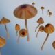 Британские ученые предложили лечить депрессию галлюциногенными грибами