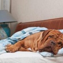 Исследователи выяснили пользу сна с собакой в одной постели