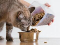 Строгая диета. Ученые удивили необходимым количеством кормлений кота в день