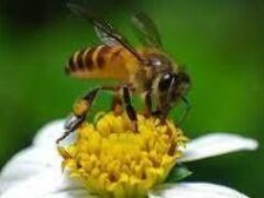 Ученые из Нидерландов научили пчел выявлять коронавирус