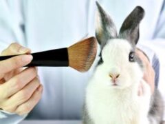 На Гавайях запретят тестирование косметики на животных