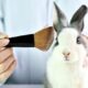 На Гавайях запретят тестирование косметики на животных
