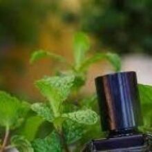 Лето во флаконе: 3 восхитительных аромата с нотой мяты