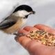 Кормление птиц фастфудом может привести к формированию новых видов в дикой природе