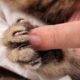 Кошачьи царапины: почему долго не заживают и как лечить