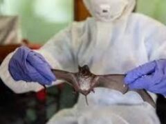 Индийские ученые обнаружили опасный для человека вирус у летучих мышей