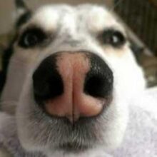 Разгадана загадка холодных носов у собак