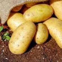Врачи раскрыли пользу картофеля при гипертонии
