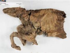 В Канаде нашли мумию волчонка из ледникового периода