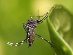 Вызывает опухоли: ученые нашли насекомых, несущих смерть