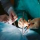 В Украине провели две уникальные трансплантации: как хирурги спасают жизни