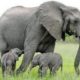 Слоны могут помочь медикам лечить рак