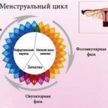 Как определить начало овуляции в домашних условиях?