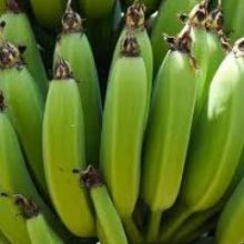Медики рассказали о пользе зеленых бананов