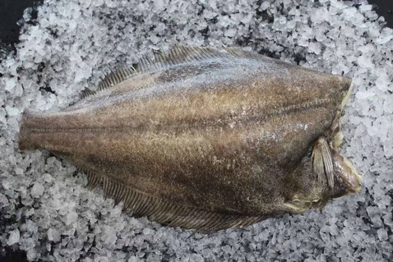 палтус фото рыбы живой